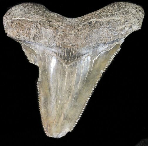 Bargain Angustidens Tooth - Megalodon Ancestor #39979